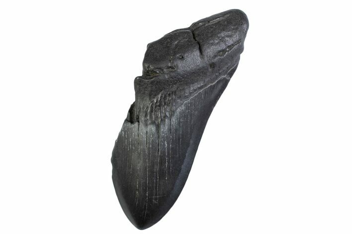 Partial, Fossil Megalodon Tooth - South Carolina #374957